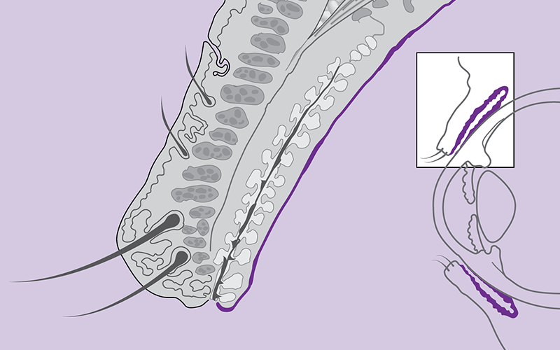 Cross Section of the Eyelid